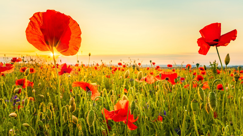 poppies blooming in a meadow at sunset