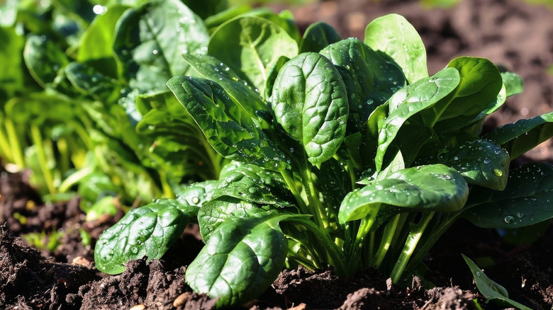 spinach growing in a garden