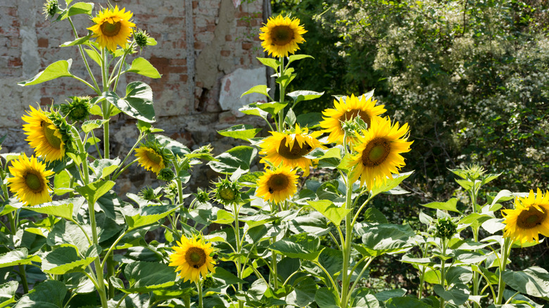 Group of sunflowers in bloom in the garden behind the house on a sunny summer day