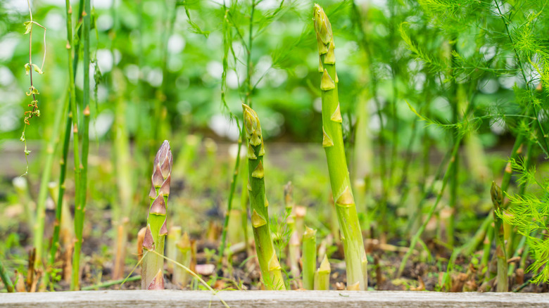Asparagus plants growing in a garden