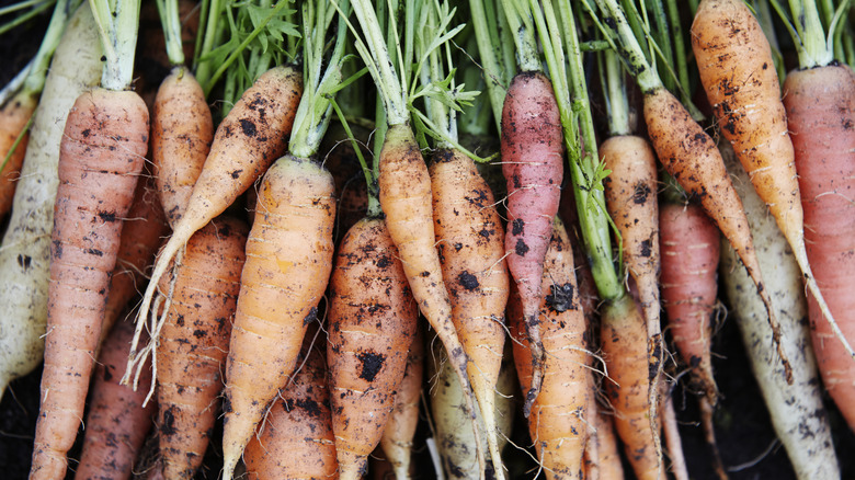 carrots fresh out of the garden
