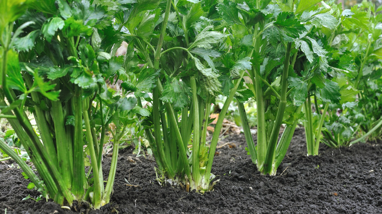Celery growing in a garden