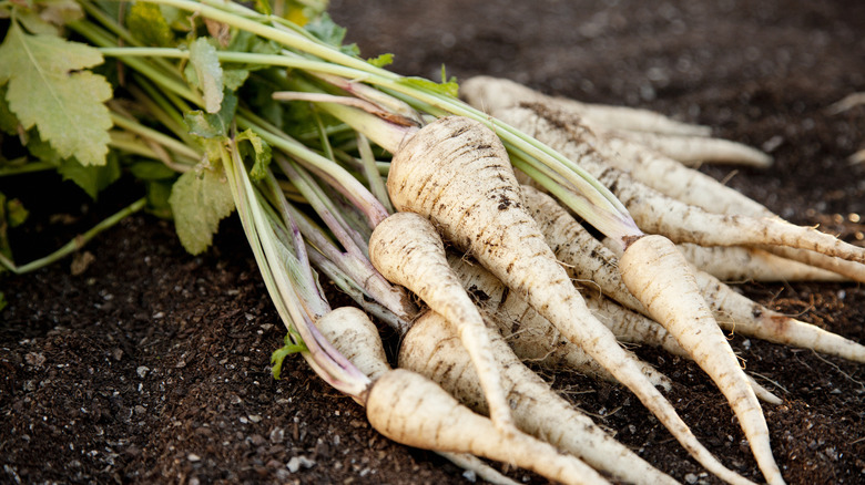 freshly harvested parsnips