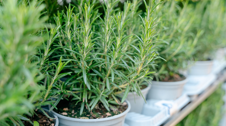 rosemary plants in pots on a shelf