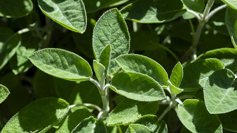 close up of a sage plant