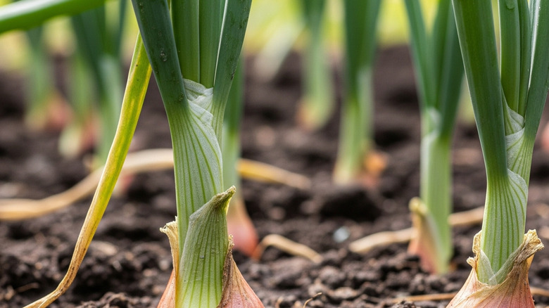 Shallots growing in garden soil
