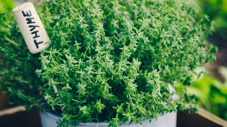 thyme in a pot