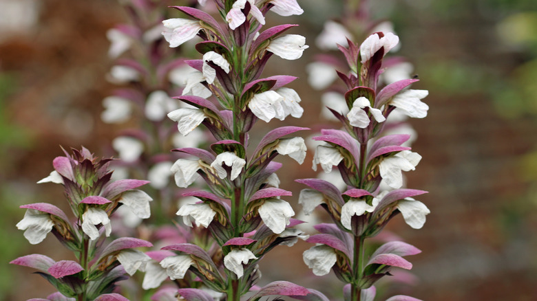 Close up of purple and white flowering bear's breeches