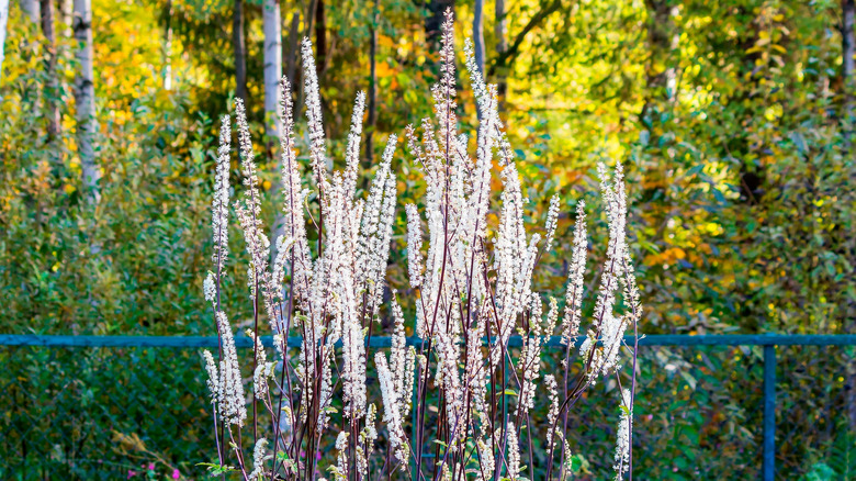 Tall stalks of white blooming black cohosh flowers