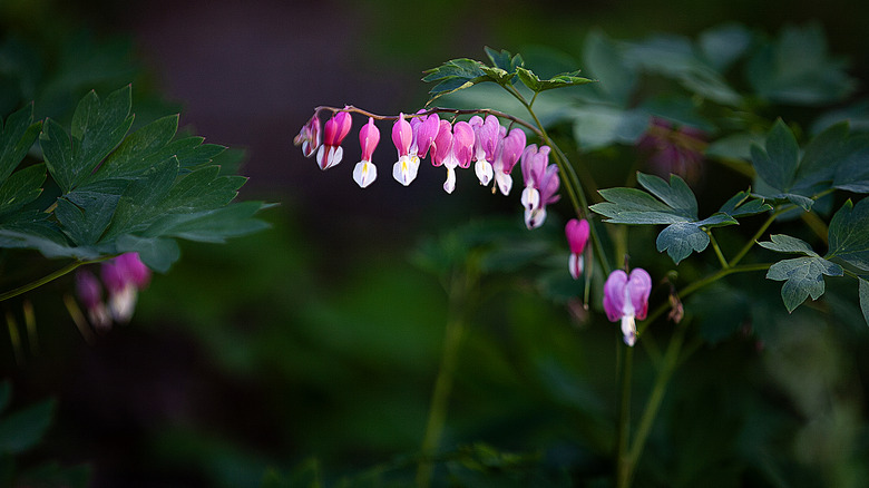 Bleeding heart blooms on a drooping stalk with deep green foliage