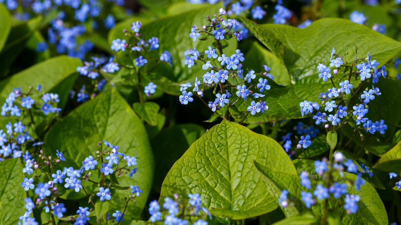 Small blue false forget-me-not blooms over large green leaves