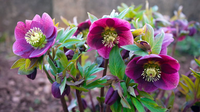 A small cluster of Hellebores with three open blooms
