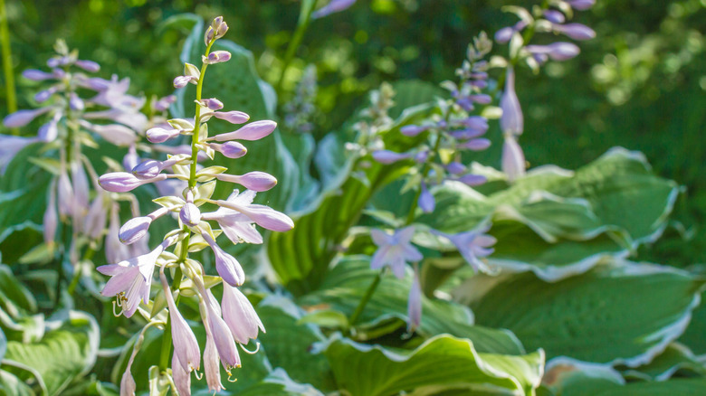Hosta blooms on stalks above white and green foliage