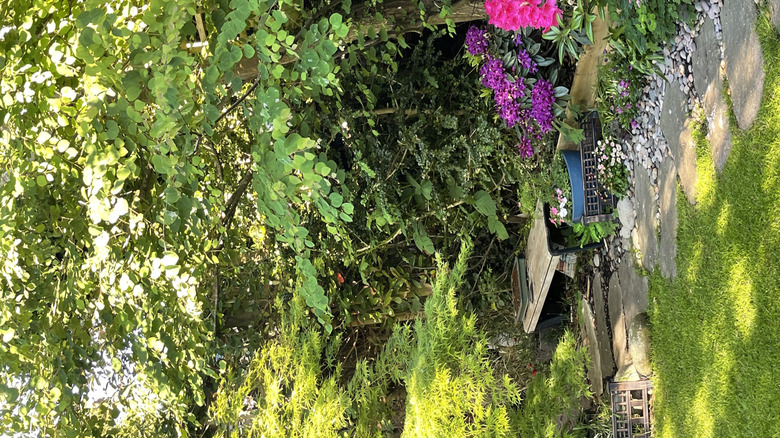 Different colored flowers blooming in the shade