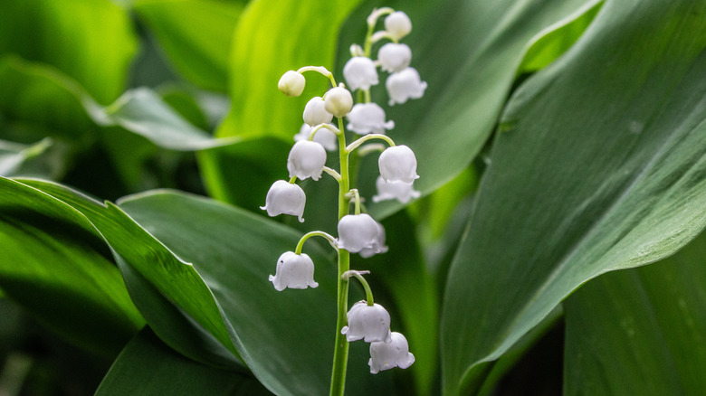 One long stalk of lily of the valley blooms in front of large green leaves
