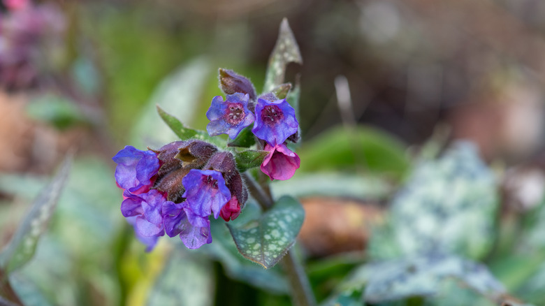 Close-up of purple lungwort flowers with green speckled foliage