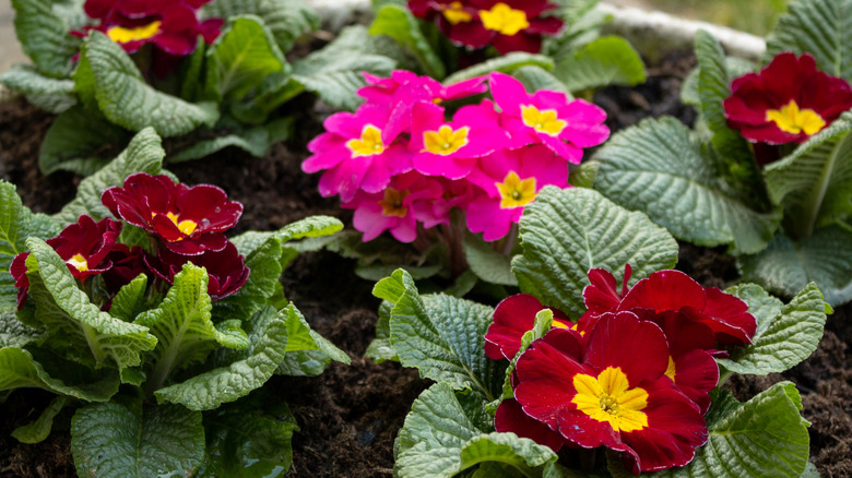 Dark red and pink clumps of primrose blooming in a flower bed
