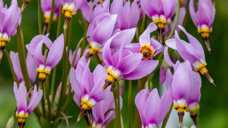 Close up of pink flowering shooting star blooms with green foliage in the background