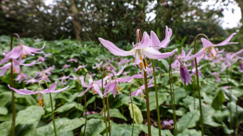 Trout lilies blooming as ground cover with green foliage near a tree line