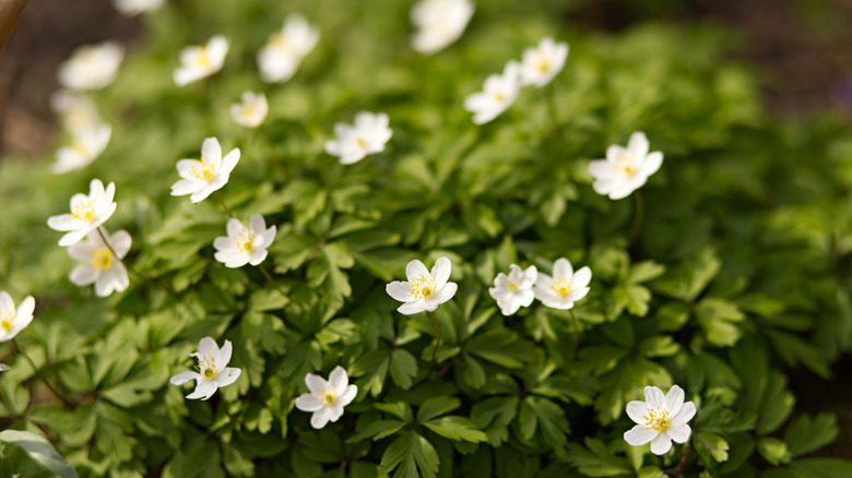 A dense clump of flowering wood anemone