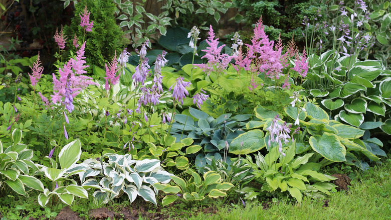 Garden with assorted hostas and pink astilbes.