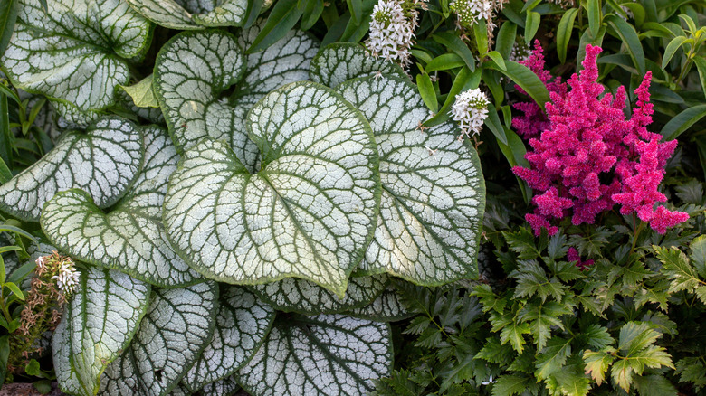 Brunnera and magenta astilbe in shade garden.
