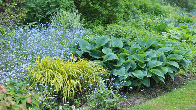 Shady border with forget me nots.