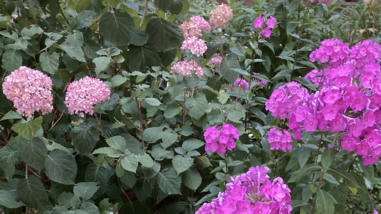 Pink hydrangea with pink phlox.