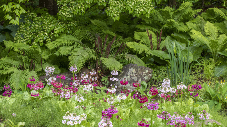 Shady woodland garden with primroses.