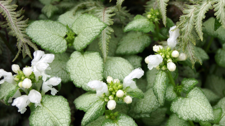 Japanese painted ferns with lamium.