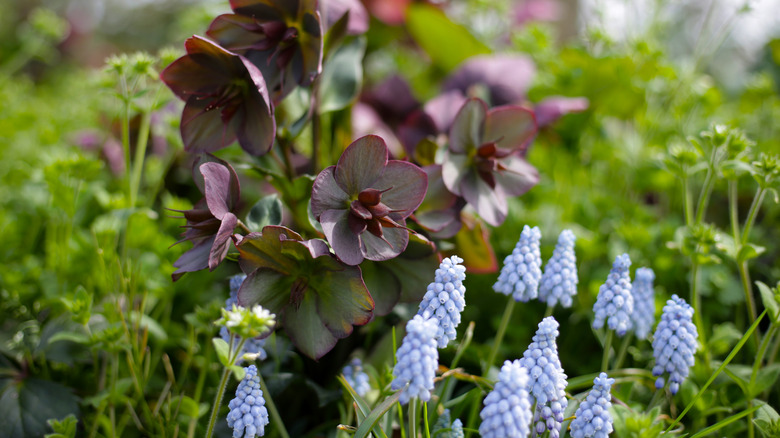 Dark purple hellebores and pale blue muscari.