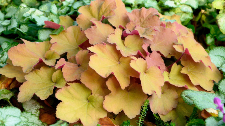 Orage leafed heuchera and lamium with purple flowers.