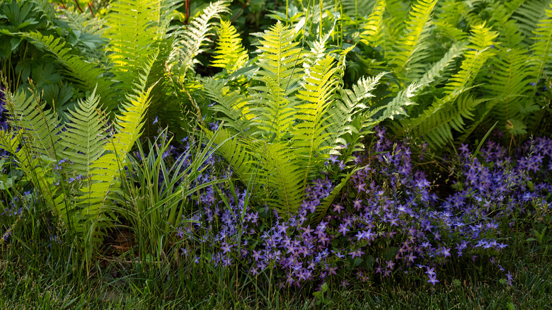 Ostrich ferns and Serbian bellflower in bloom.