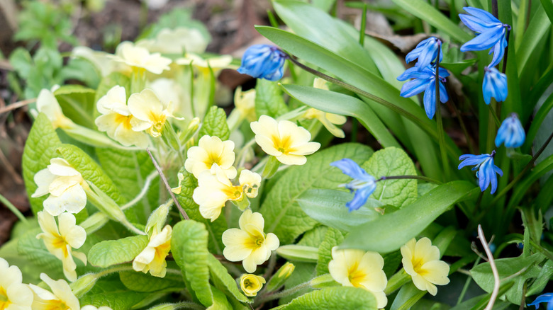 Pale yellow primroses and blue squill in shady garden.