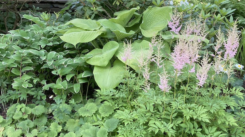 Solomon's Seal and astilbes in shade garden.
