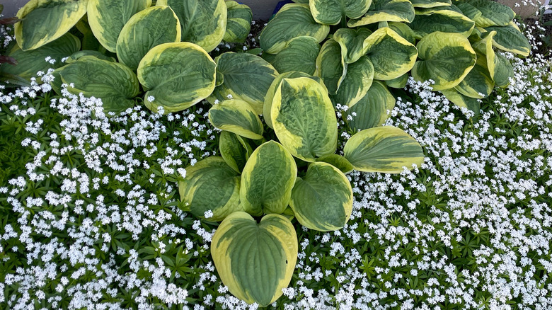 Large ruffled variegated hostas with sweet woodruff in bloom.