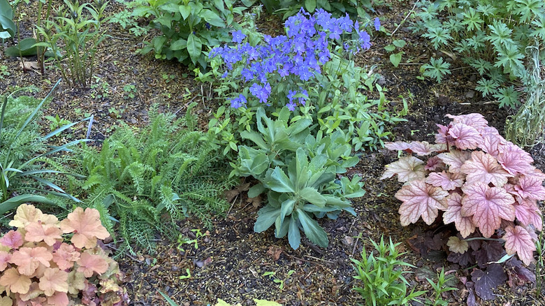 Blue woodland phlox and heuchera plants in a shady spring garden.