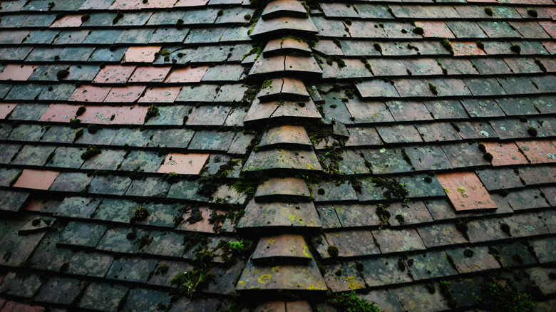 Roof tiles covered in moss