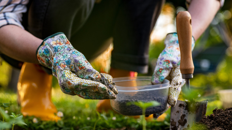 Gardener amending soil with blood meal pellets