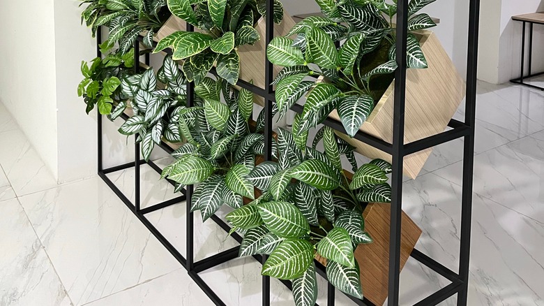 A room divider made of house plants