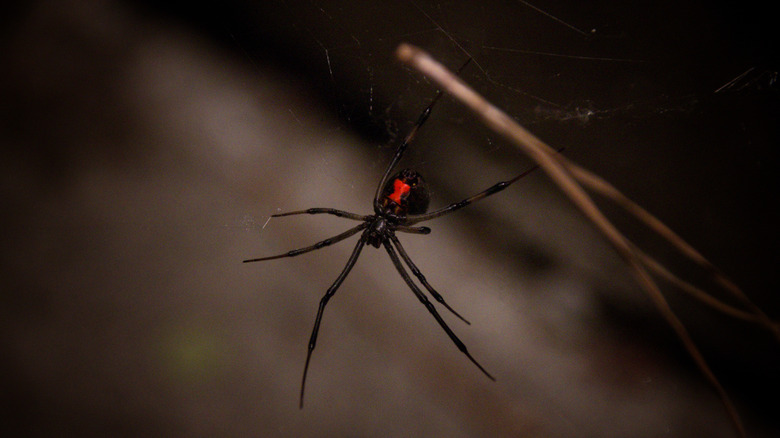 Black widow spider close up