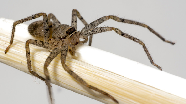 Brown recluse spider up close