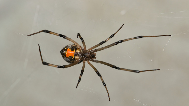 Brown widow spider up close