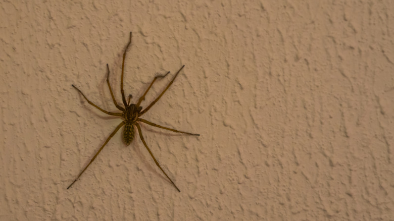 American house spider climbing a wall