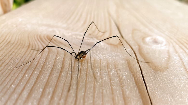 Daddy longleg spider on wood