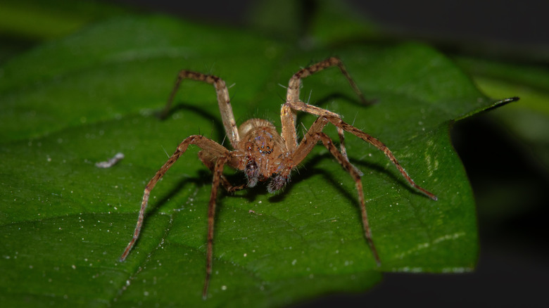 Grass spider on a leaf