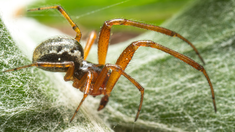 Noble false widow spider on leaf