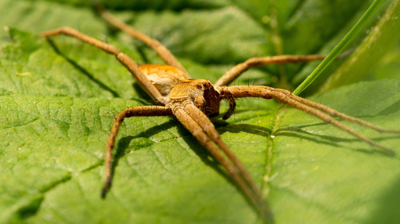 Nursery web spider on a leaf