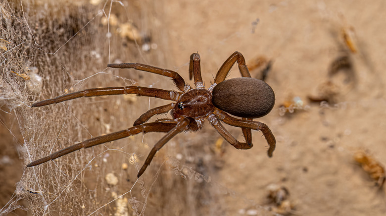 Southern house spider on a web