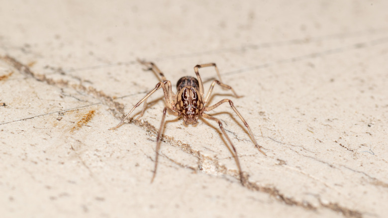 Spitting spider on a neutral surface